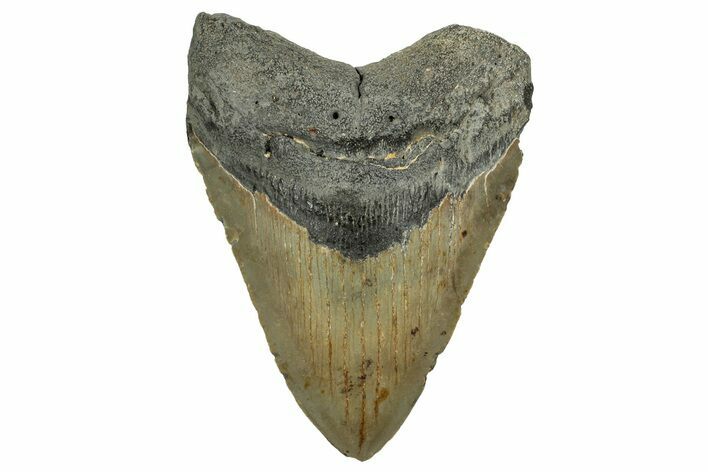 Fossil Megalodon Tooth - North Carolina #328833